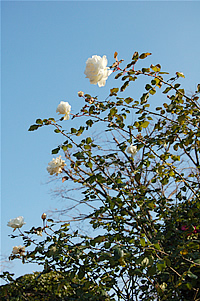 070129-3.jpg